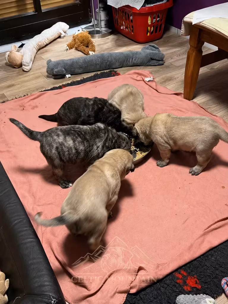 Fünf junge English Mastiff Welpen in fawn und gestromt fressen gemeinsam aus einer Futterschale.