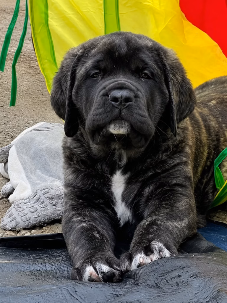 Gestromter English Mastiff Welpe mit schwarzer Maske und weißer Brust liegt entspannt im Garten.