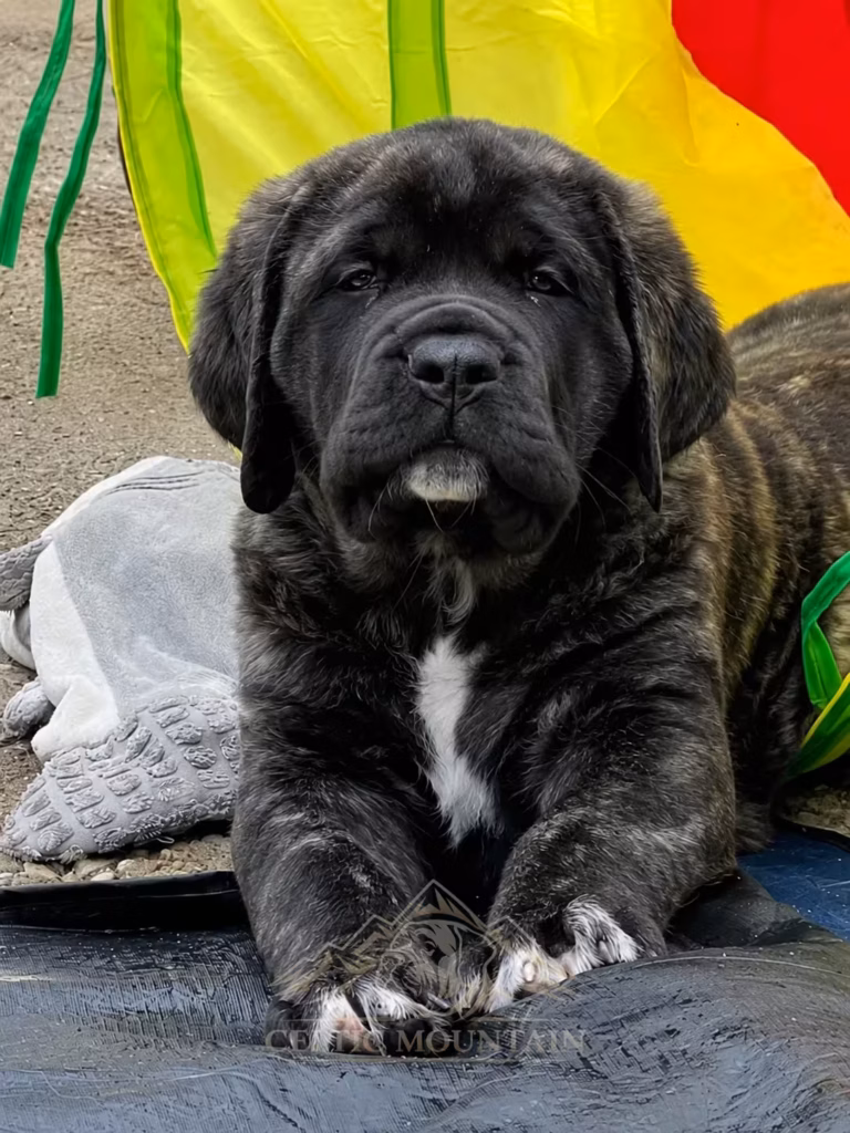 Gestromter English Mastiff Welpe mit schwarzer Maske und weißer Brust liegt entspannt im Garten.