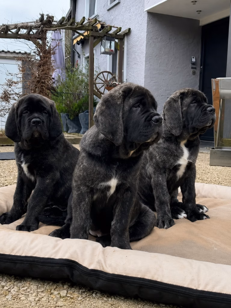Drei gestromte English Mastiff Welpen sitzen gemeinsam auf einem Hundekissen im Garten.