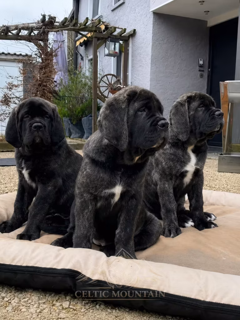 Drei gestromte English Mastiff Welpen sitzen gemeinsam auf einem Hundekissen im Garten.
