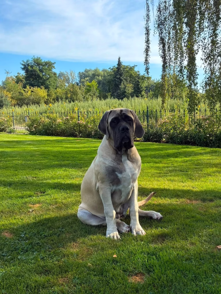 Die fawnfarbene English Mastiff Hündin Olivia sitzt aufmerksam auf einer grünen Wiese im Garten.