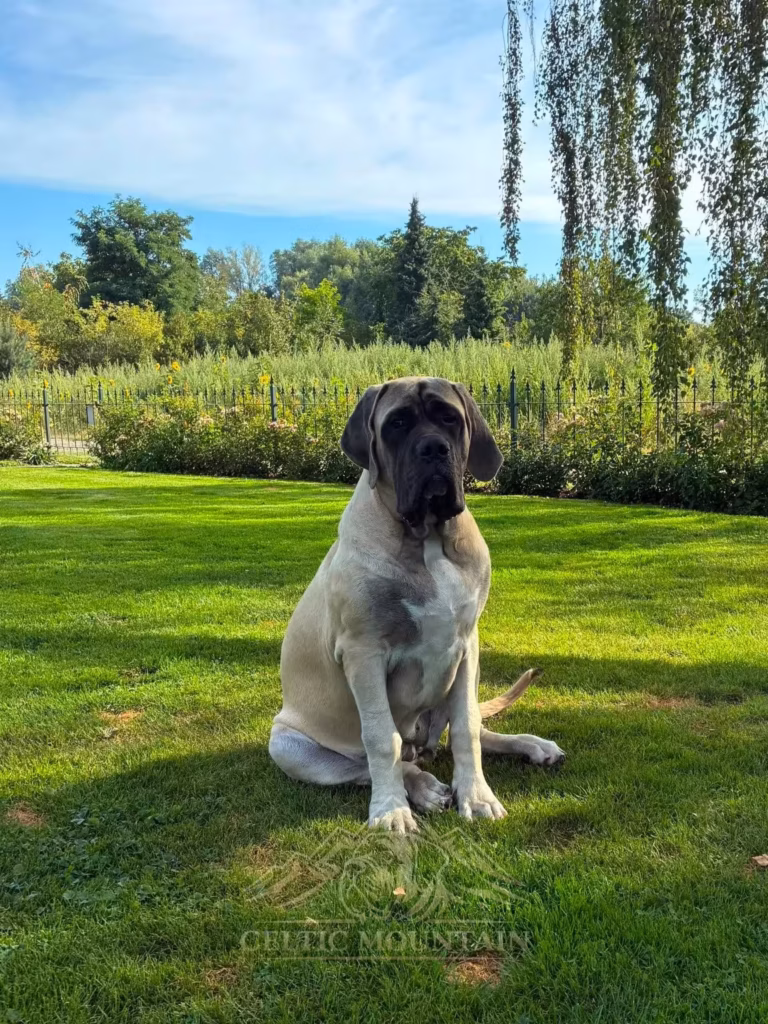 Die fawnfarbene English Mastiff Hündin Olivia sitzt aufmerksam auf einer grünen Wiese im Garten.