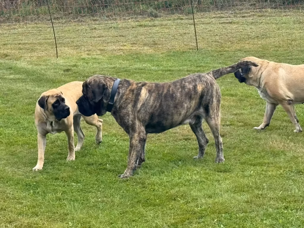 Drei English Mastiffs begegnen sich ruhig auf der großen Wiese in Rascheid.