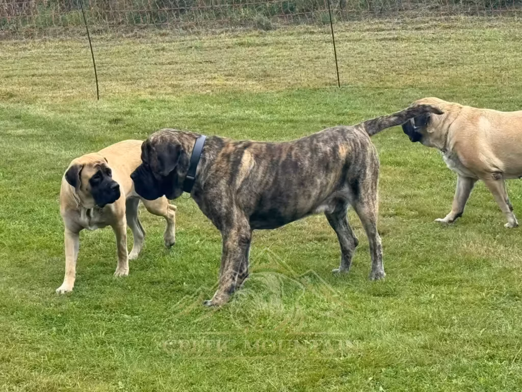 Drei English Mastiffs begegnen sich ruhig auf der großen Wiese in Rascheid.