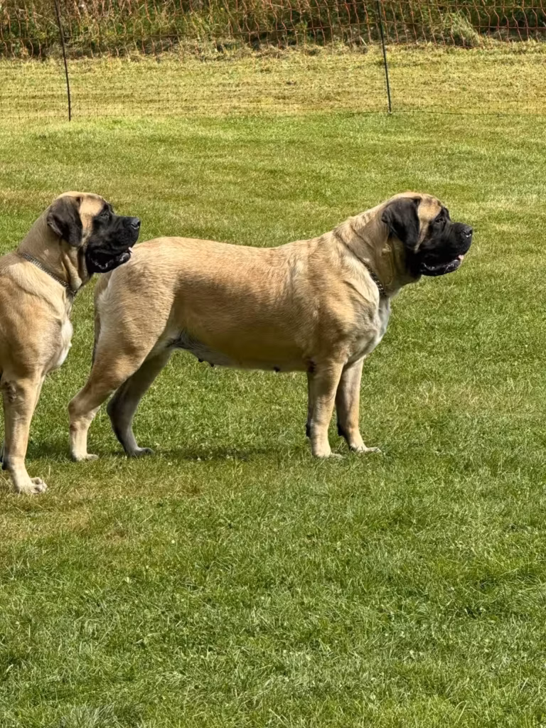 Zwei fawnfarbene English Mastiffs beobachten gemeinsam das Geschehen beim Treffen 2023.