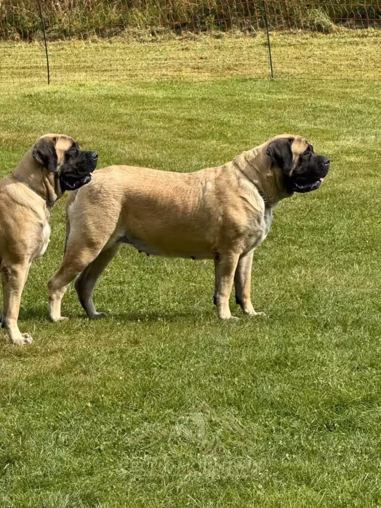 Zwei fawnfarbene English Mastiffs beobachten gemeinsam das Geschehen beim Treffen 2023.