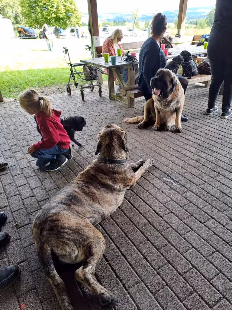 Gäste, Kinder, English Mastiffs und Möpse gemeinsam unter der Grillhütte in Rascheid.