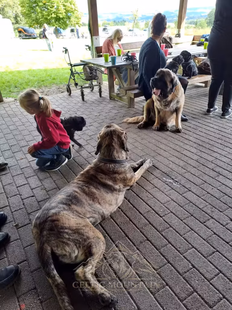 Gäste, Kinder, English Mastiffs und Möpse gemeinsam unter der Grillhütte in Rascheid.