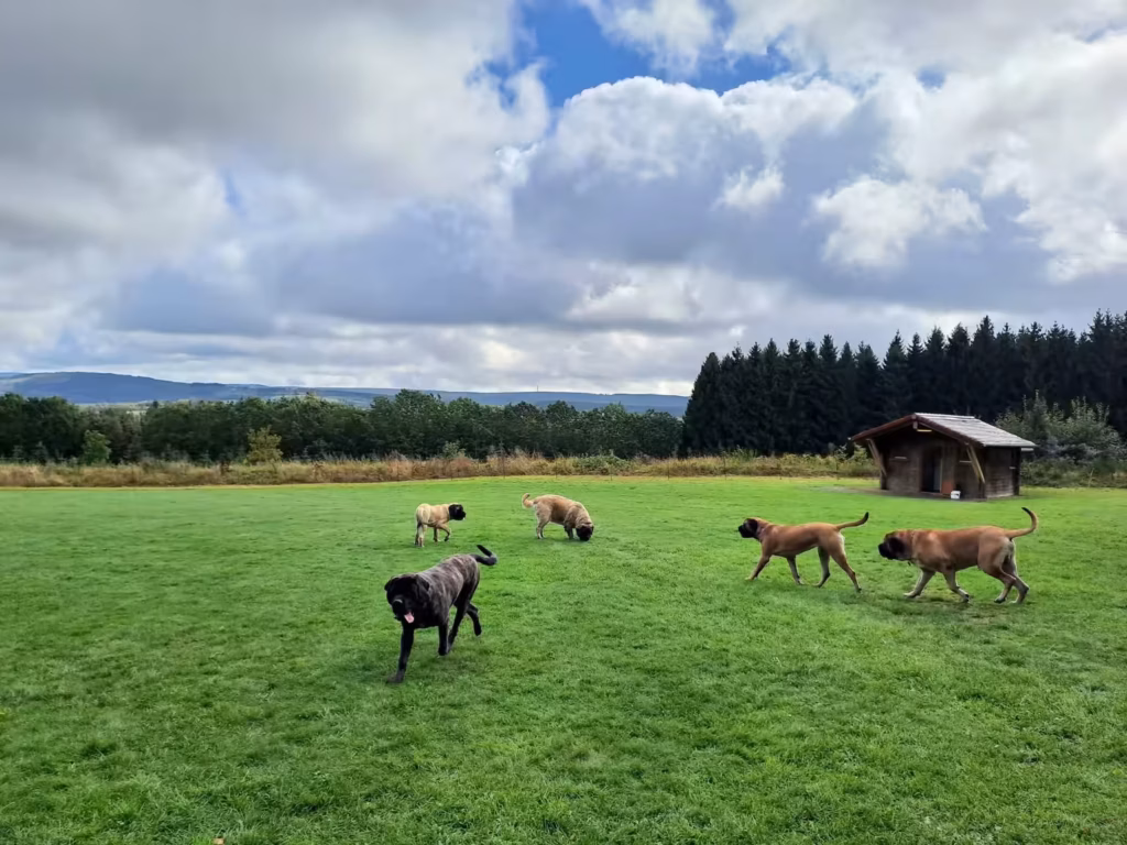 Mehrere English Mastiffs bewegen sich frei auf der weitläufigen Wiese beim Treffen 2023.