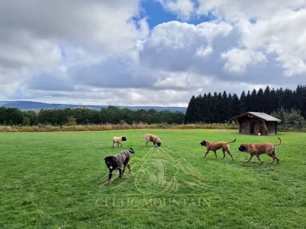 Mehrere English Mastiffs bewegen sich frei auf der weitläufigen Wiese beim Treffen 2023.