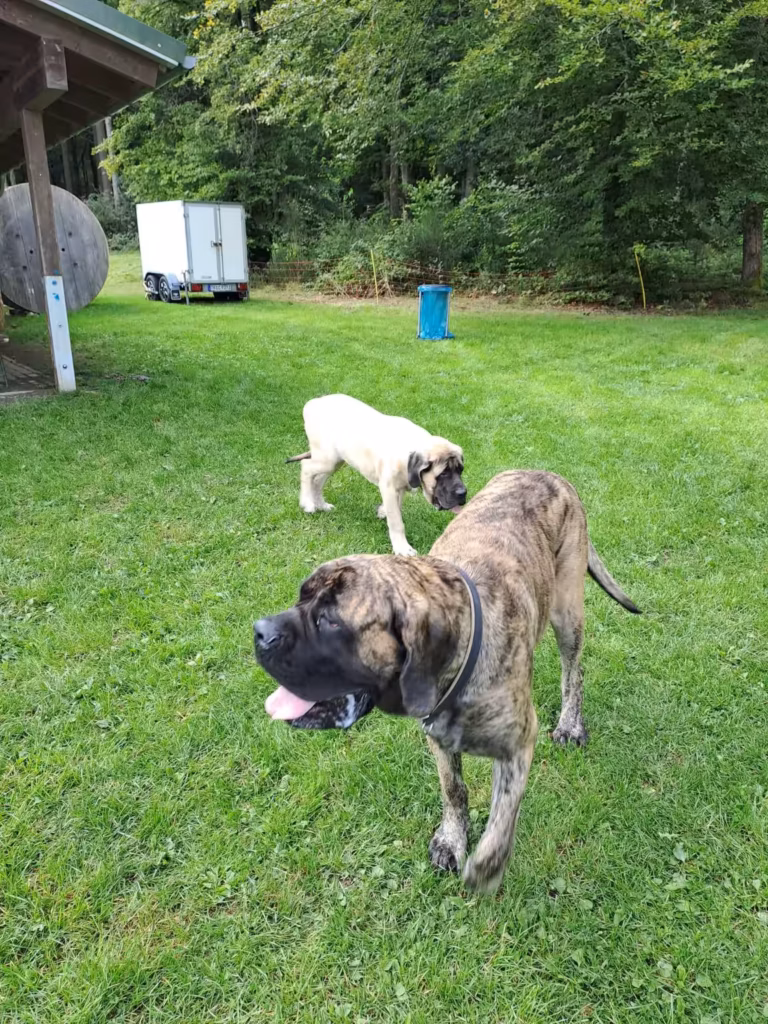 Ein gestromter English Mastiff läuft entspannt über die Wiese; im Hintergrund ist ein junger Mastiff zu sehen.