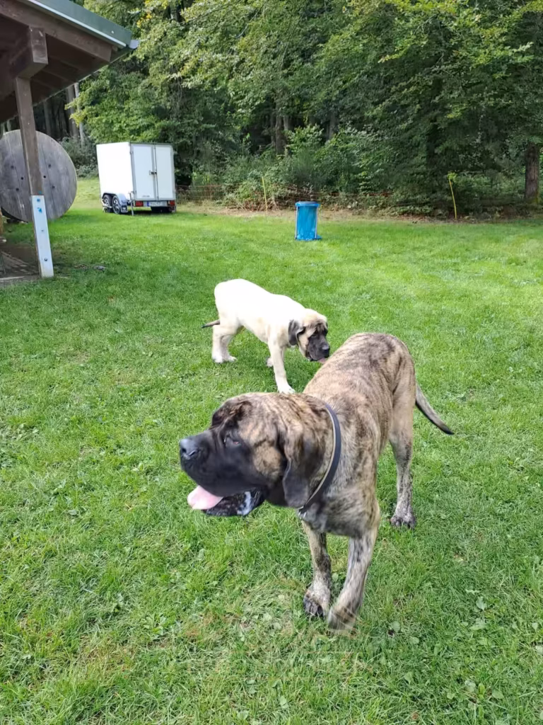 Ein gestromter English Mastiff läuft entspannt über die Wiese; im Hintergrund ist ein junger Mastiff zu sehen.