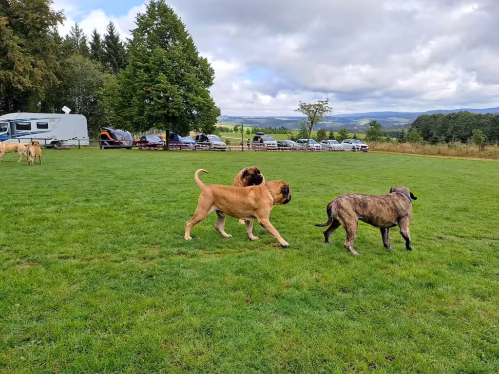 Drei English Mastiffs auf der Wiese mit weitem Blick über den Hochwald.