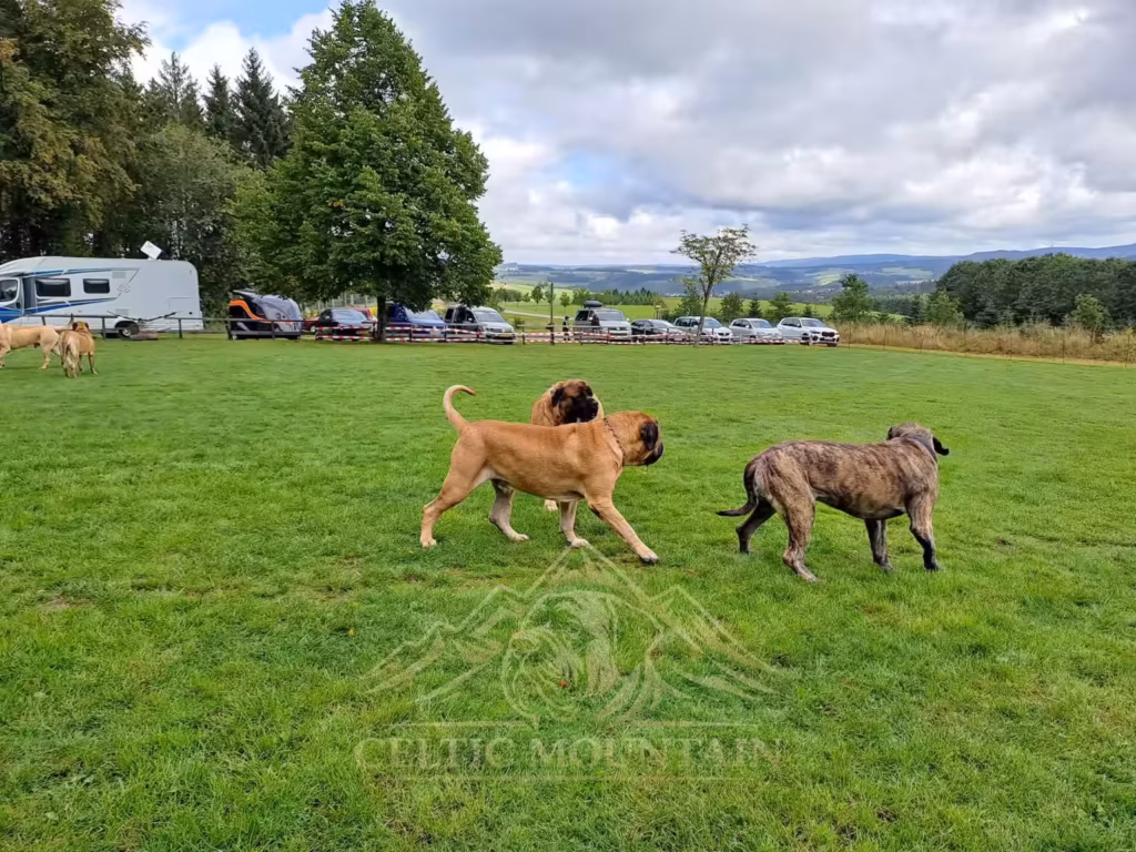 Drei English Mastiffs auf der Wiese mit weitem Blick über den Hochwald.