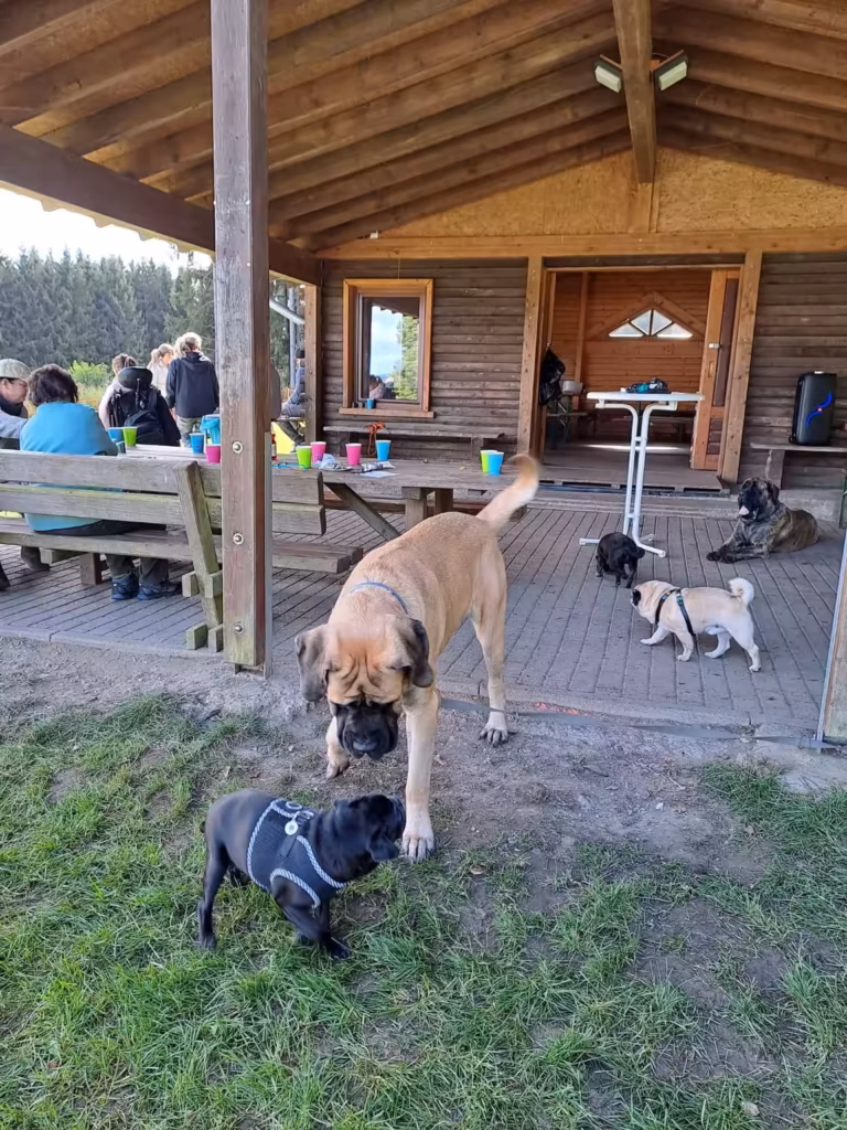 Ein English Mastiff begrüßt mehrere Möpse unter der Grillhütte beim Treffen 2023.