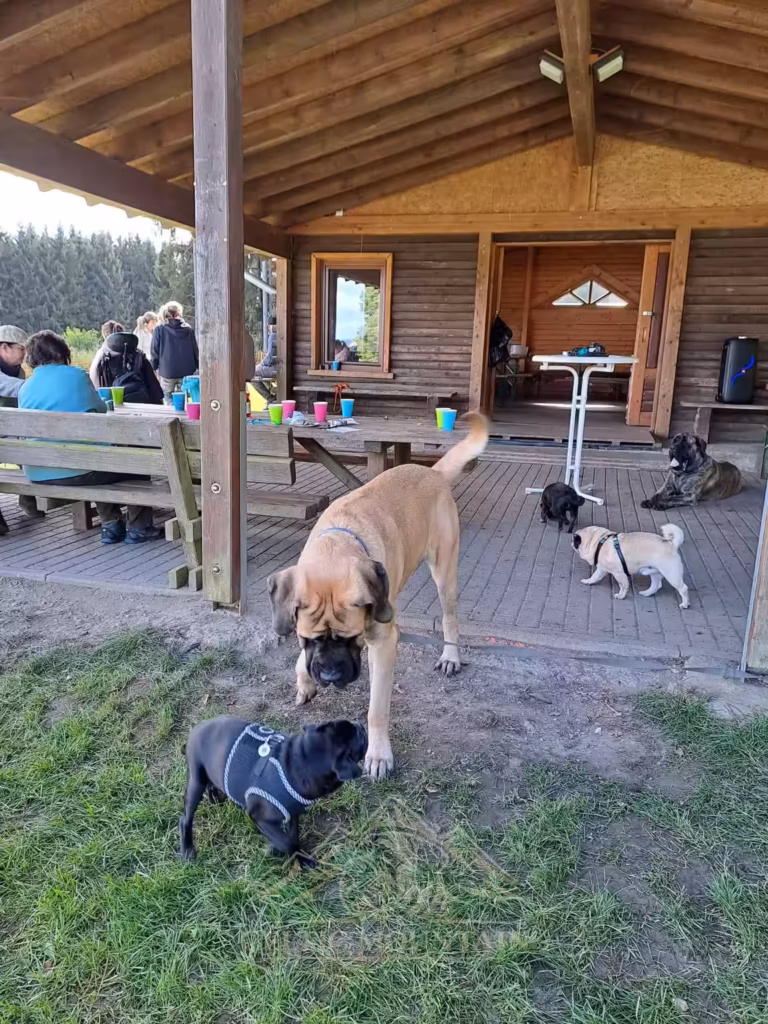 Ein English Mastiff begrüßt mehrere Möpse unter der Grillhütte beim Treffen 2023.