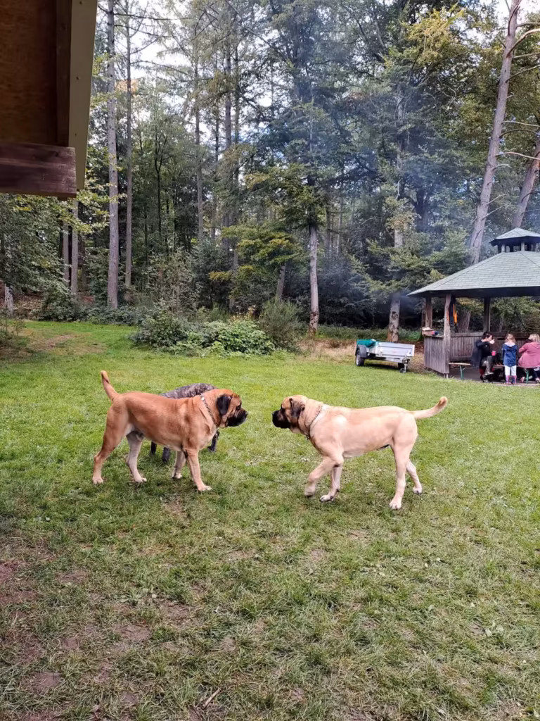 Zwei English Mastiffs stehen sich entspannt vor dem Grillplatz in Rascheid gegenüber.