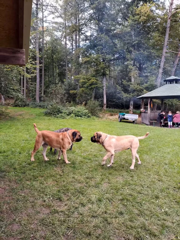 Zwei English Mastiffs stehen sich entspannt vor dem Grillplatz in Rascheid gegenüber.