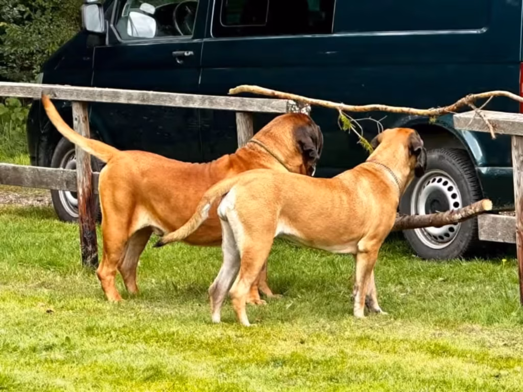 Zwei English Mastiffs beobachten gemeinsam das Geschehen beim Treffen 2023.