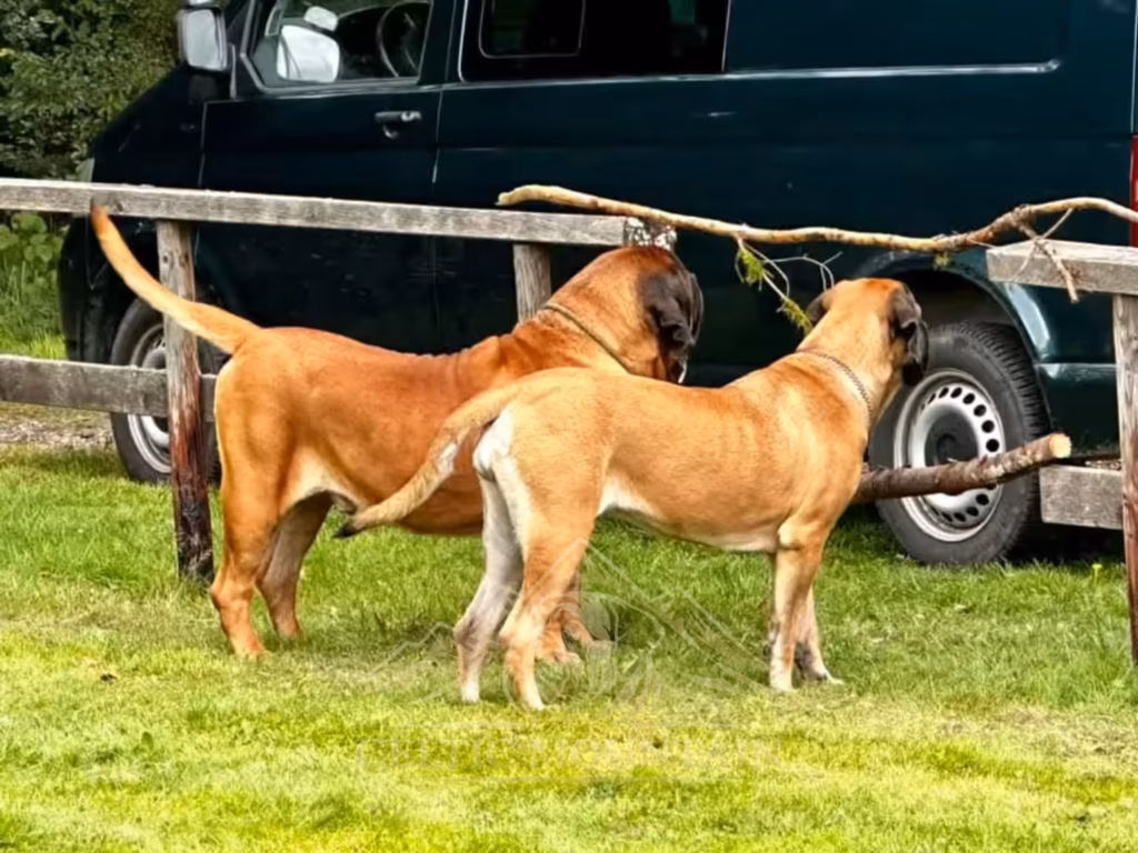 Zwei English Mastiffs beobachten gemeinsam das Geschehen beim Treffen 2023.