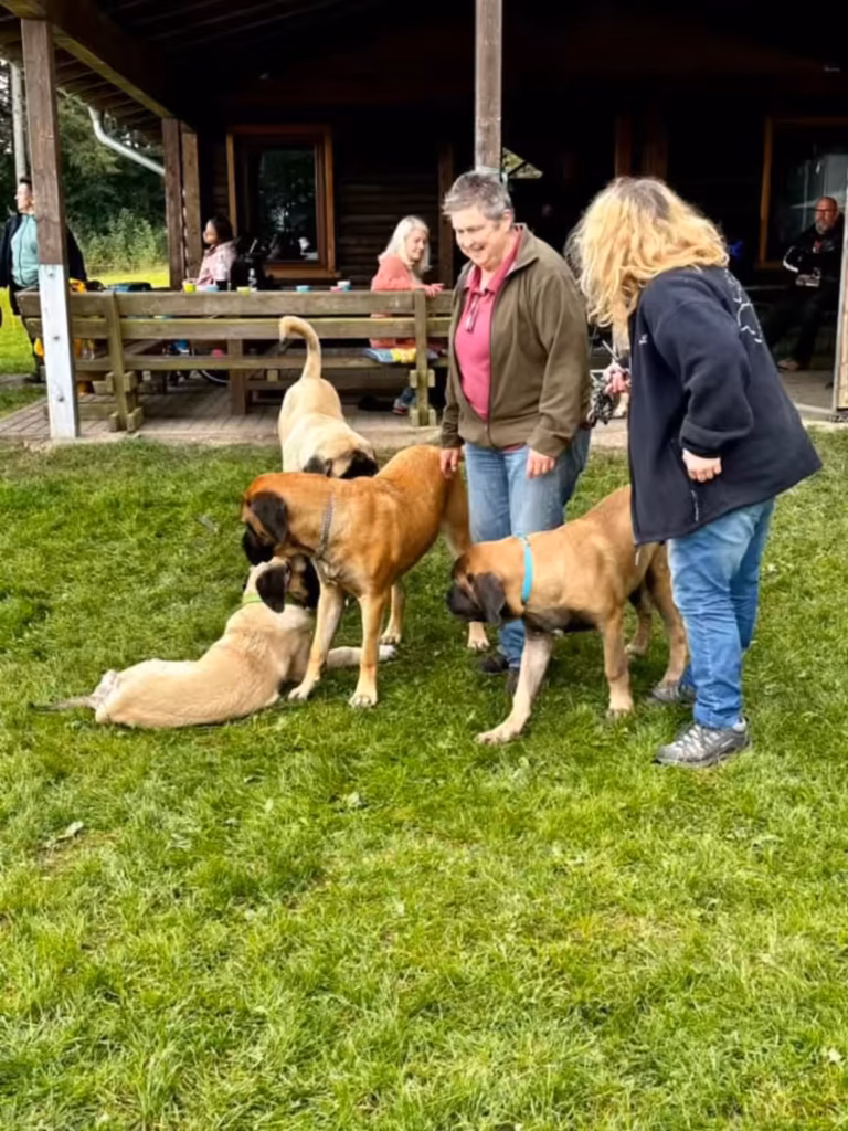 Zwei Gäste stehen mit mehreren English Mastiffs und einem Mops vor der Grillhütte.