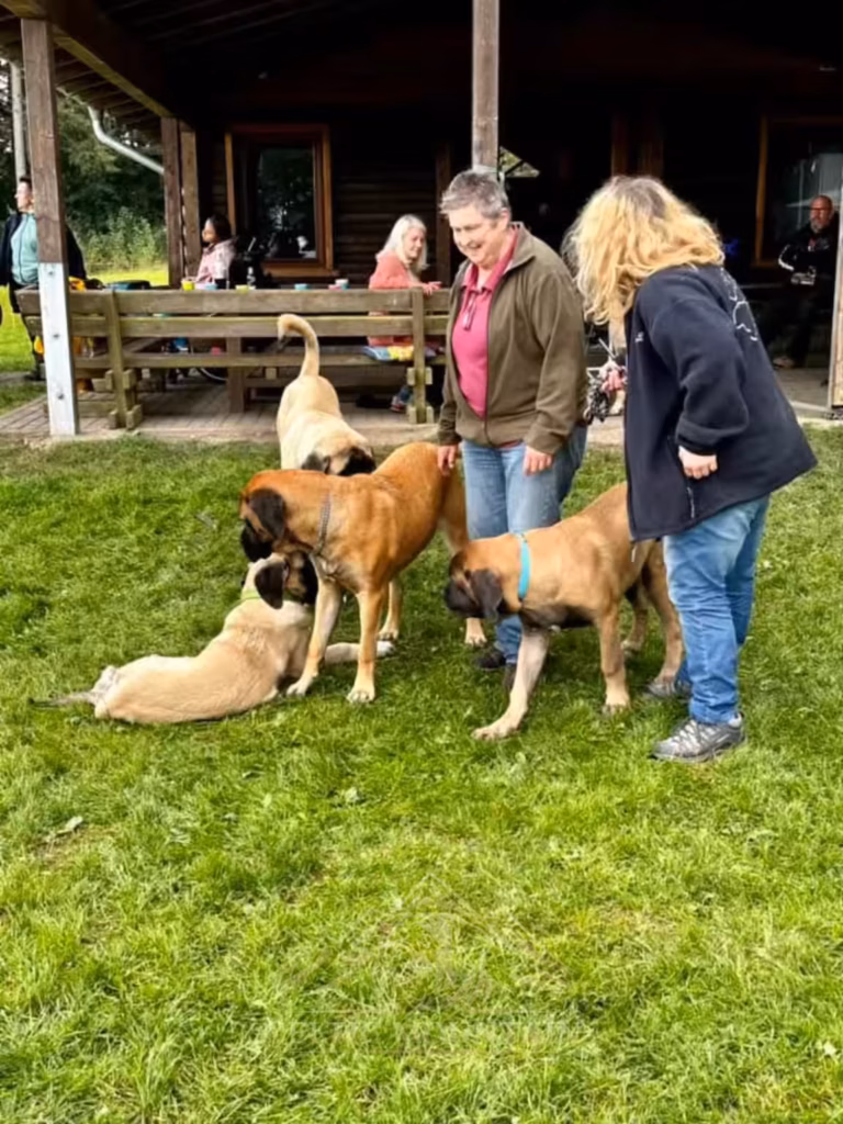 Zwei Gäste stehen mit mehreren English Mastiffs und einem Mops vor der Grillhütte.