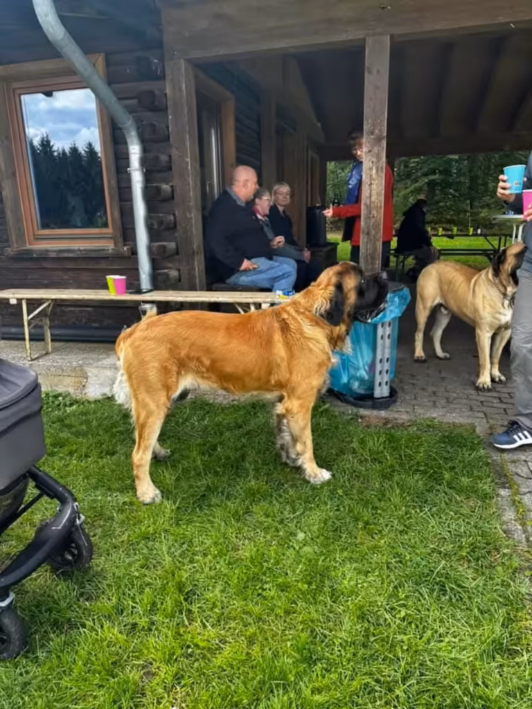 Ein großer, langhaariger Hund begegnet einem English Mastiff neben der Grillhütte.