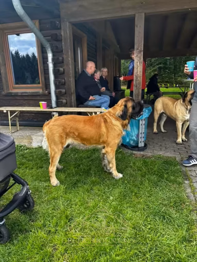 Ein großer, langhaariger Hund begegnet einem English Mastiff neben der Grillhütte.