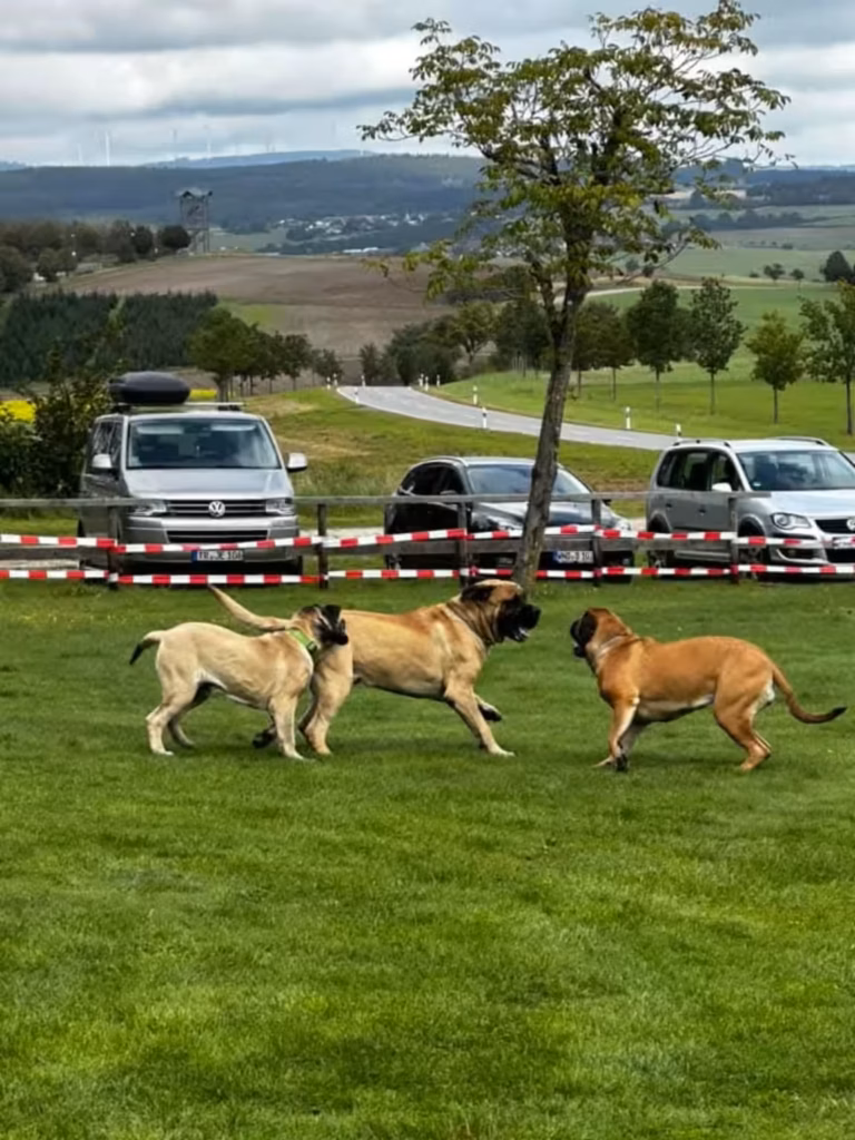 Drei English Mastiffs bewegen sich gemeinsam über die Wiese mit Blick auf die Landschaft um Rascheid.