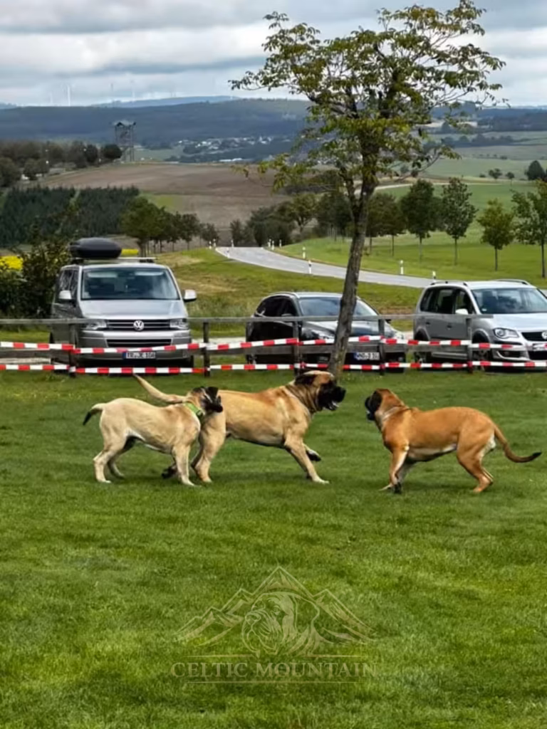 Drei English Mastiffs bewegen sich gemeinsam über die Wiese mit Blick auf die Landschaft um Rascheid.