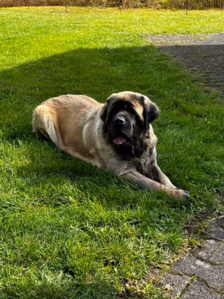 Ein fawnfarbener English Mastiff ruht im Schatten am Rand der Wiese.