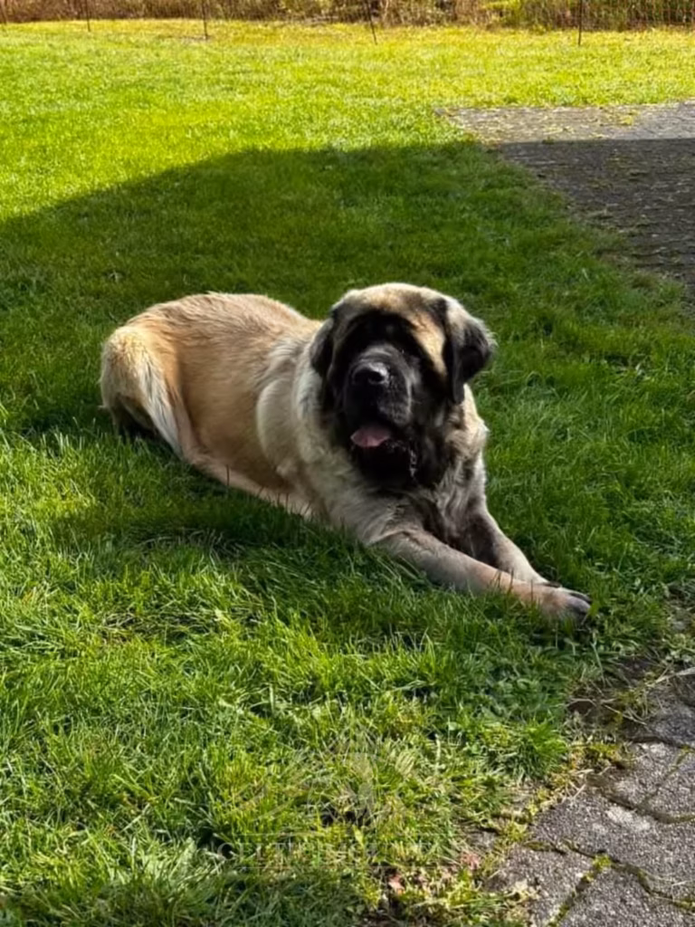 Ein fawnfarbener English Mastiff ruht im Schatten am Rand der Wiese.
