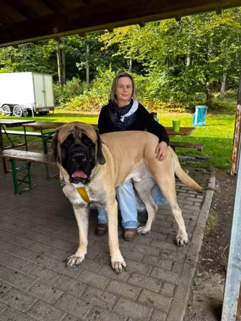 Ein großer fawnfarbener English Mastiff steht eng bei seiner Halterin unter der Grillhütte.