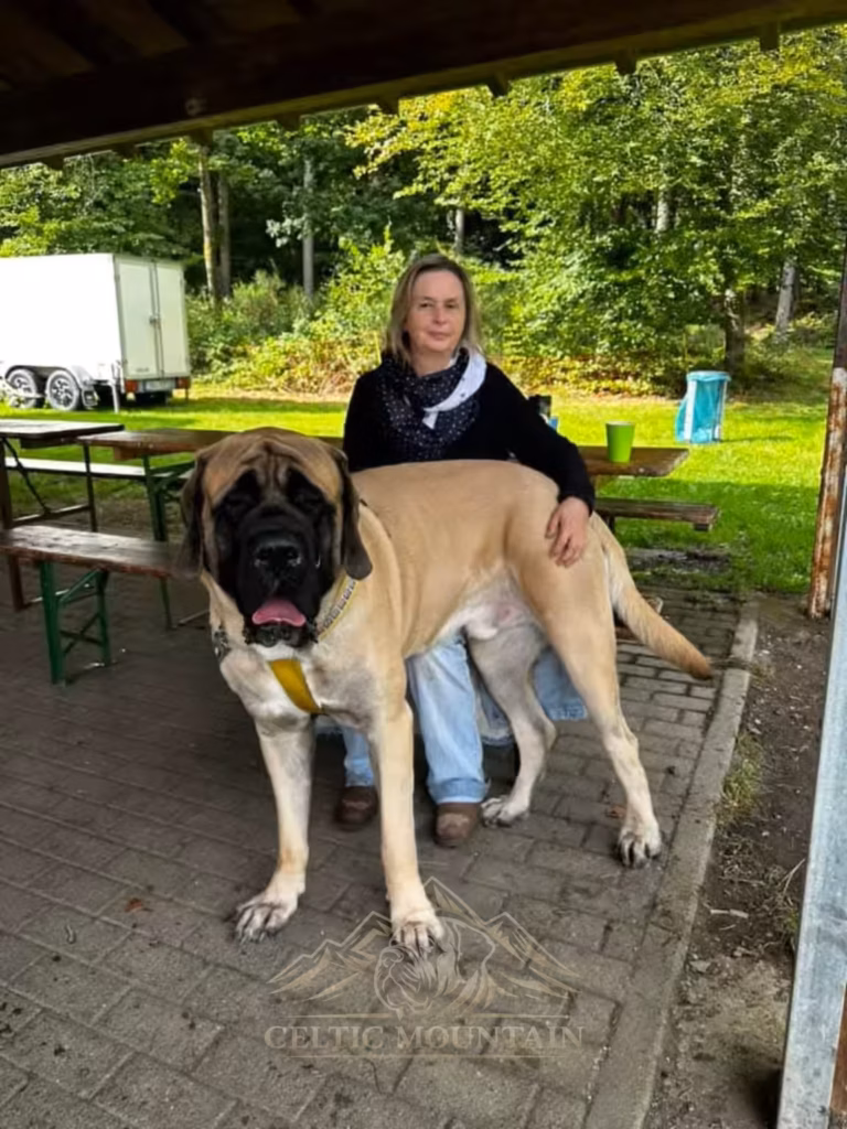 Ein großer fawnfarbener English Mastiff steht eng bei seiner Halterin unter der Grillhütte.