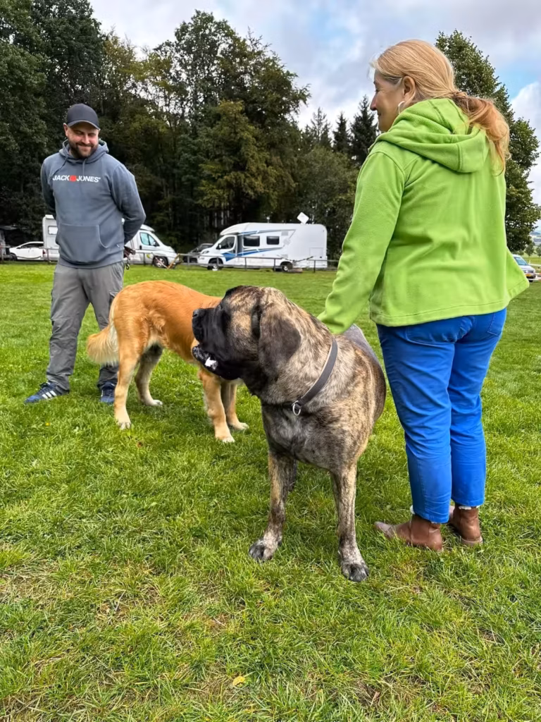 Ein gestromter English Mastiff steht ruhig bei seinen Menschen auf der Wiese.