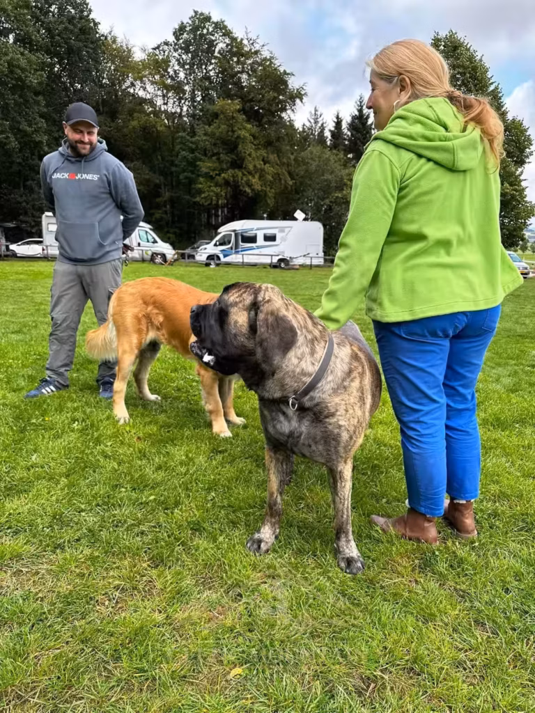 Ein gestromter English Mastiff steht ruhig bei seinen Menschen auf der Wiese.