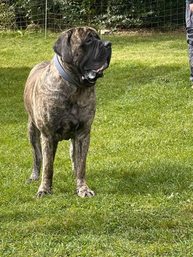 Ein gestromter English Mastiff steht aufmerksam auf der Wiese beim Mastiff- und Mops-Treffen 2024 in Rascheid.