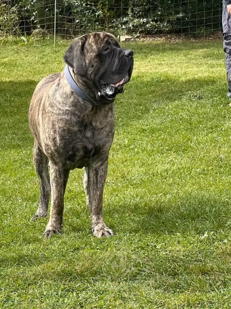 Ein gestromter English Mastiff steht aufmerksam auf der Wiese beim Mastiff- und Mops-Treffen 2024 in Rascheid.