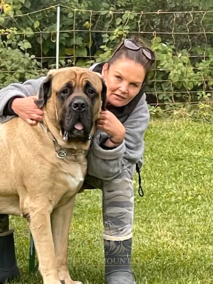 Eine Halterin umarmt ihren fawnfarbenen English Mastiff beim Treffen 2024 in Rascheid.