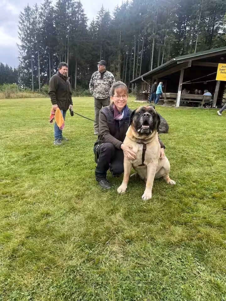 Ein fawnfarbener English Mastiff sitzt gemeinsam mit seiner Halterin auf der Wiese beim Treffen 2024.