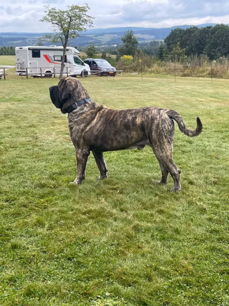 Ein gestromter English Mastiff steht auf der großen Wiese vor der weiten Hochwaldlandschaft bei Rascheid.