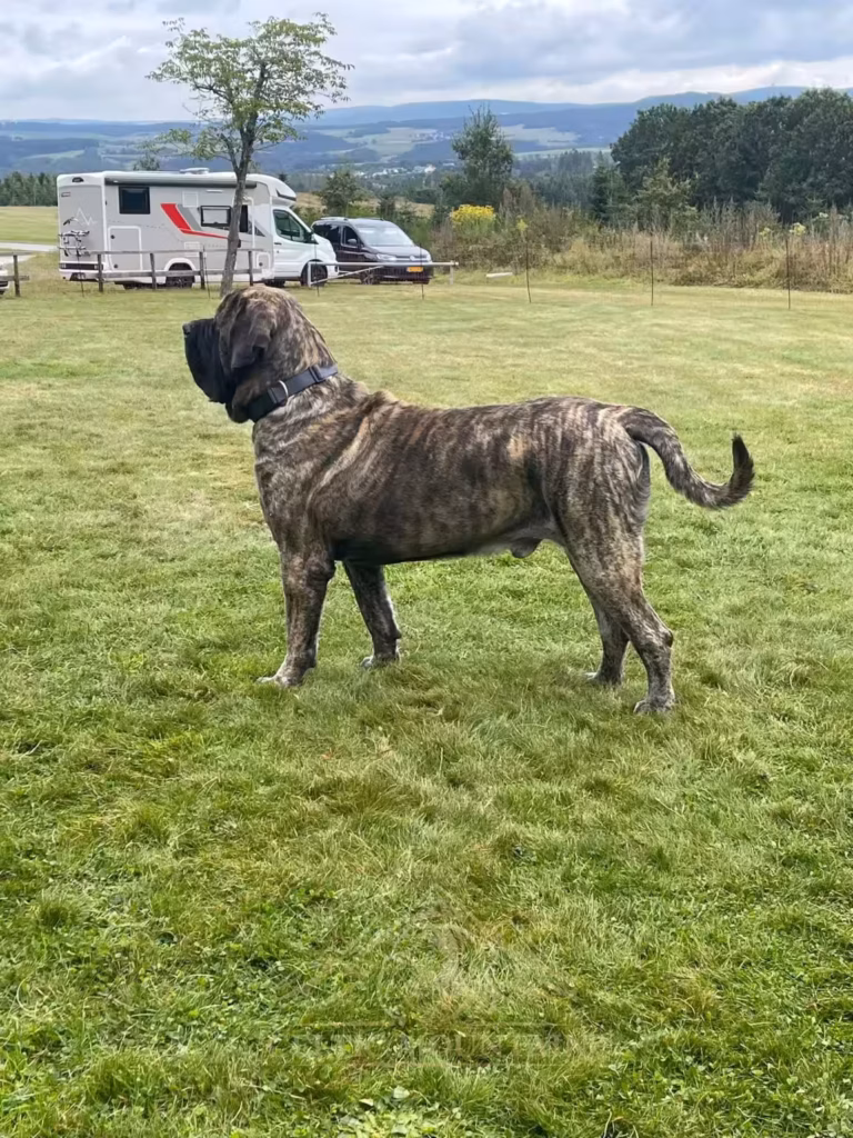 Ein gestromter English Mastiff steht auf der großen Wiese vor der weiten Hochwaldlandschaft bei Rascheid.