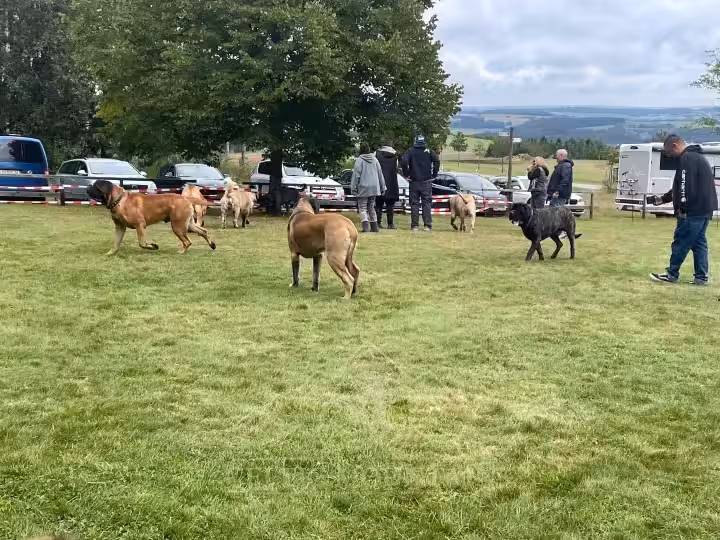Mehrere English Mastiffs und ihre Menschen genießen die weitläufige Wiese beim Treffen 2024 in Rascheid.