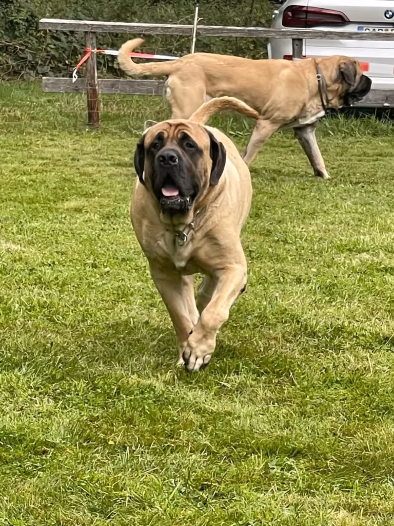Ein fawnfarbener English Mastiff läuft entspannt über die Wiese beim Treffen 2024 in Rascheid.