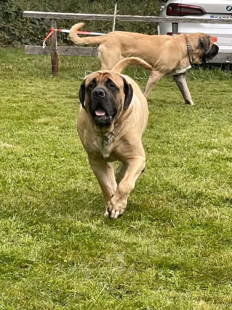 Ein fawnfarbener English Mastiff läuft entspannt über die Wiese beim Treffen 2024 in Rascheid.
