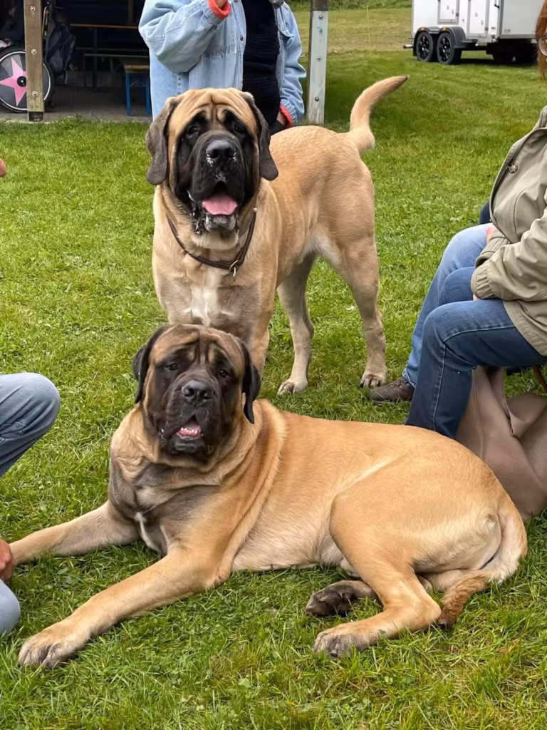Zwei fawnfarbene English Mastiffs liegen und stehen gemeinsam zwischen den Gästen beim Treffen 2024 in Rascheid.