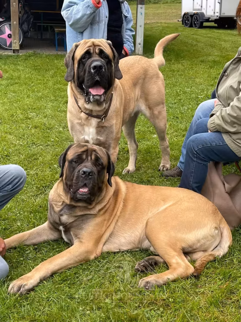Zwei fawnfarbene English Mastiffs liegen und stehen gemeinsam zwischen den Gästen beim Treffen 2024 in Rascheid.