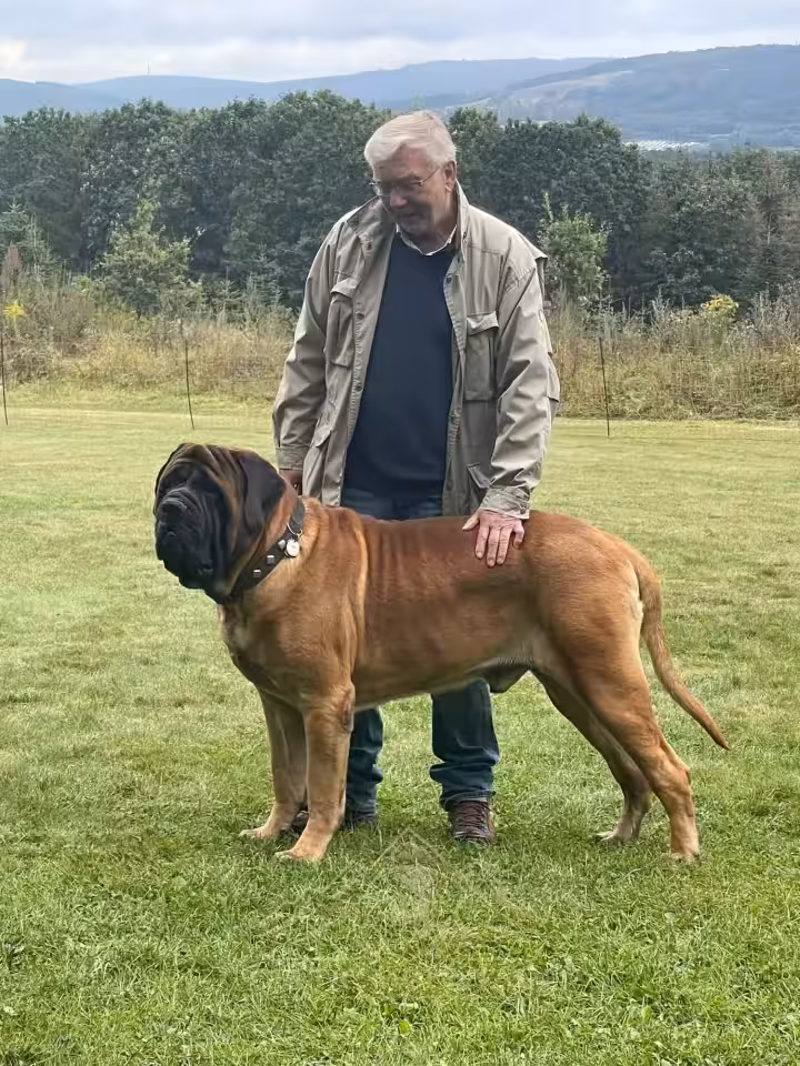 Ein Halter steht mit seinem English Mastiff auf der Wiese vor der Hochwaldlandschaft bei Rascheid.