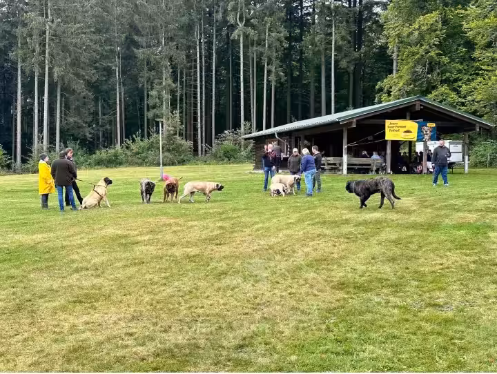 English Mastiffs, Möpse und ihre Menschen verteilen sich entspannt rund um die Grillhütte in Rascheid.